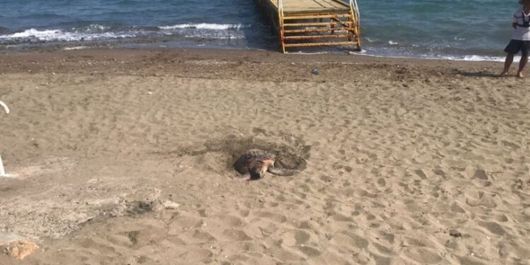 Mersin kumsalı ender görülen bir olaya ev sahipliği yaptı