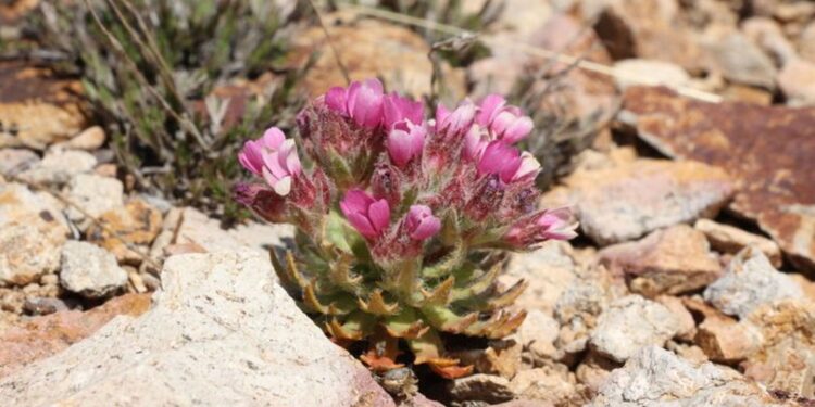 Bayburt’ta keşfedildi… Aziz Sancar’a atfedildi