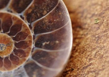 310 milyon yıllık hayvan beyni gün yüzüne çıkarıldı