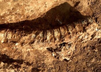 Bilim insanları 890 milyon yıl öncesine ait hayvan fosili buldu