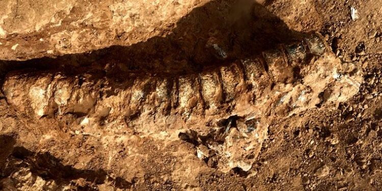 Bilim insanları 890 milyon yıl öncesine ait hayvan fosili buldu