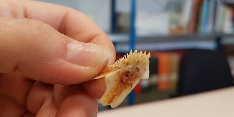 Patara’daki kazılarda 2 bin 300 yıl öncesine ait balık iskeletleri bulundu