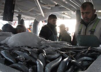 Limana yaklaşık 50 ton hamsiyle döndüler