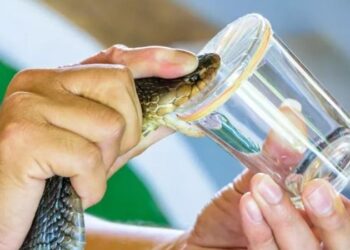 Kanada ve Çin’den bilim insanları yılan zehrinden deri yapıştırıcısı ürettiler