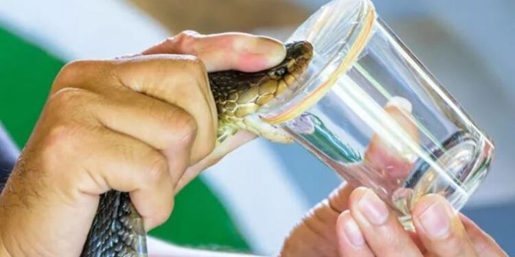 Kanada ve Çin’den bilim insanları yılan zehrinden deri yapıştırıcısı ürettiler