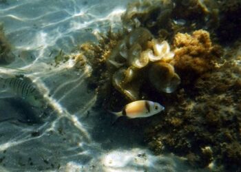 Üç cinsiyete sahip alg türü keşfedildi