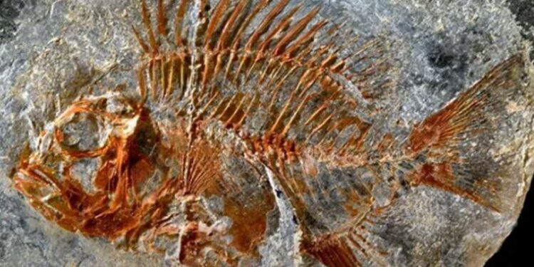 Meksika’da 95 milyon yıllık balık fosili bulundu