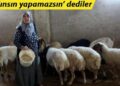 Çiftliğe kadın eli değdi… 3 inekle başladı, şimdi sürü sahibi oldu!