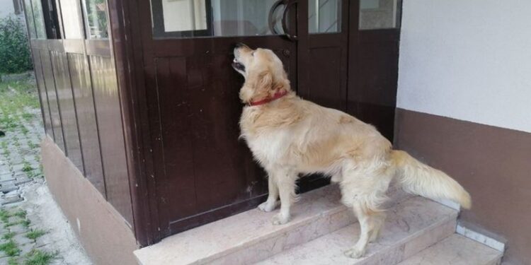 Yeteneği hem şaşırttı hem gülümsetti