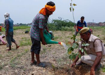 Hindistan’da bir günde milyonlarca fidan dikildi