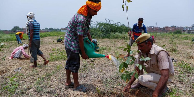 Hindistan’da bir günde milyonlarca fidan dikildi