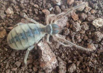 Hakkari’de yeni böğü türü keşfedildi
