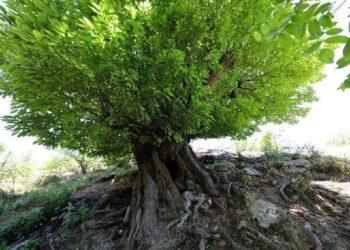 410 yıllık ağaç, ‘anıt ağaç’ olarak tescillendi