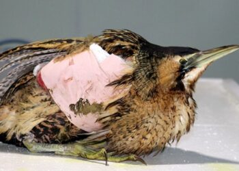 Kanadı kırılan kuşa platin takıldı