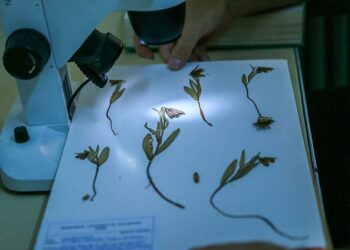 Amanos Dağları’nda ters lale türü keşfedildi