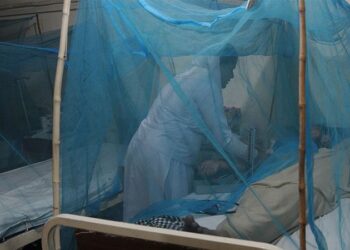 Bilim insanları, “bakterili sivrisinek” kullanarak dang humması vakalarını yüzde 77 azaltmayı başardı