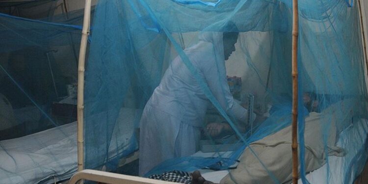 Bilim insanları, “bakterili sivrisinek” kullanarak dang humması vakalarını yüzde 77 azaltmayı başardı