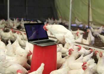 Opera sanatçısından tavuklar için klasik müzik repertuvarı: Yumurta verimi yüzde 10 arttı