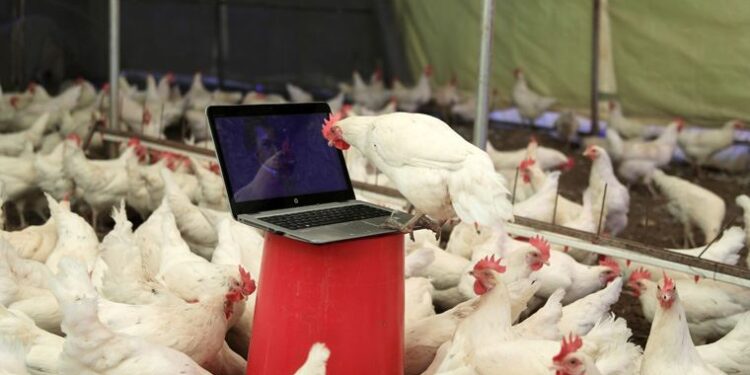 Opera sanatçısından tavuklar için klasik müzik repertuvarı: Yumurta verimi yüzde 10 arttı