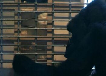 Hayvanat bahçesindeki goriller fıstığa ulaşmak için bulmaca çözüyor