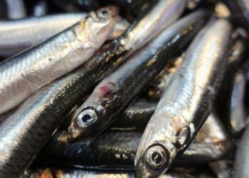 Karadeniz’deki bolluk balıkçıları memnun etti