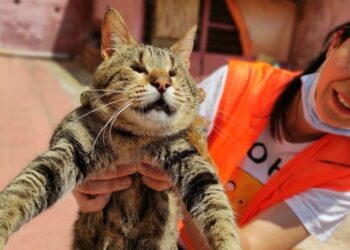 Engelli kedilere annelik yapıyor