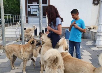 İlçe ilçe gezip, sokak hayvanlarını beslediler