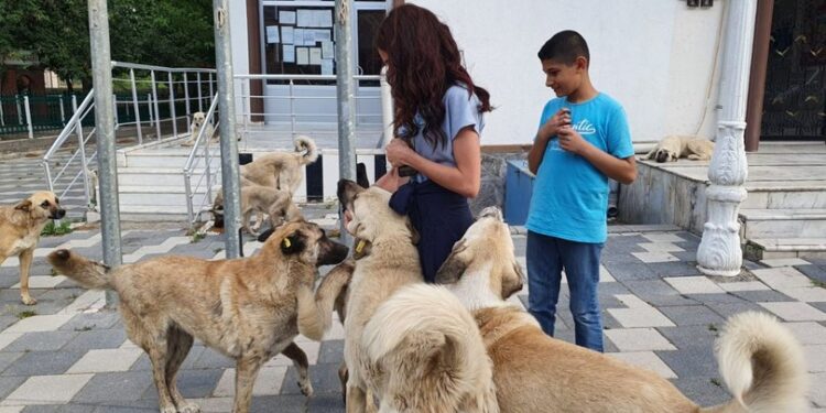 İlçe ilçe gezip, sokak hayvanlarını beslediler