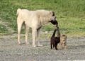 Kars’ta köpek ile iki kedinin dostluğu şaşırtıyor