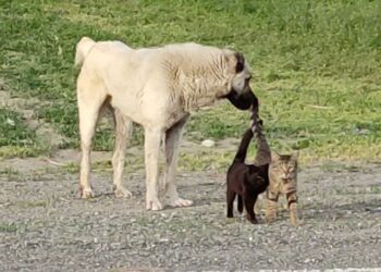 Kars’ta köpek ile iki kedinin dostluğu şaşırtıyor