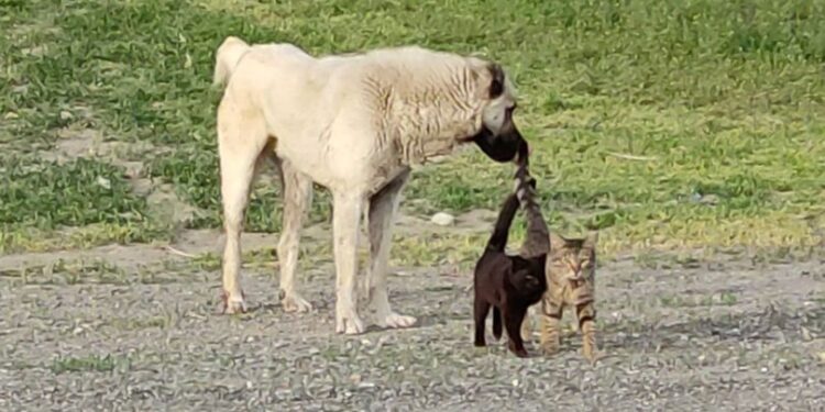 Kars’ta köpek ile iki kedinin dostluğu şaşırtıyor