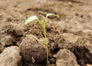 Dünyanın en uzun soluklu deneylerinden biri sonuç verdi: 142 yaşındaki tohum filizlendi