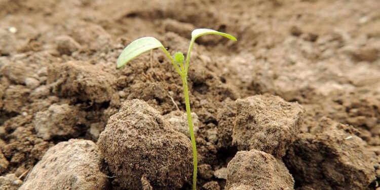 Dünyanın en uzun soluklu deneylerinden biri sonuç verdi: 142 yaşındaki tohum filizlendi