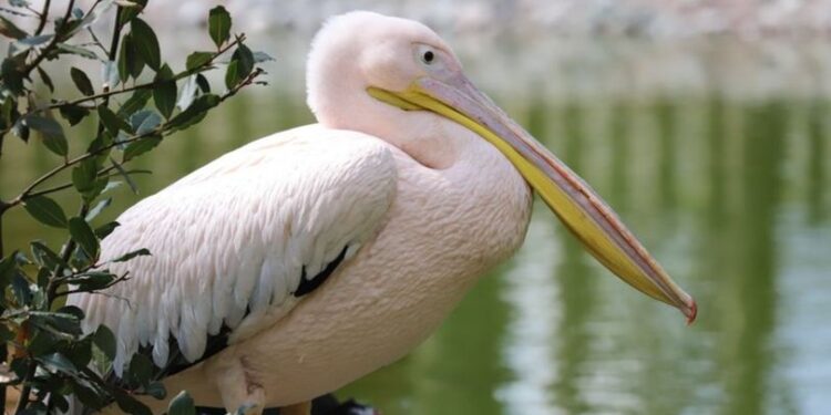 Engelli pelikanların yuvası oldu