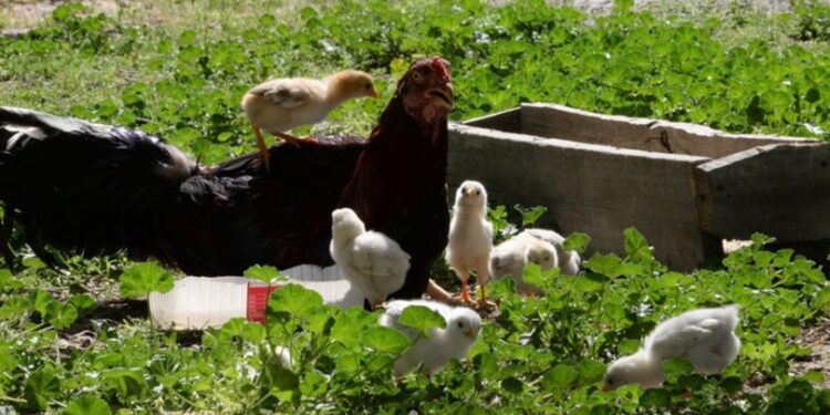 Kuluçkaya tavuk yerine oturdu, annelik yapıyor