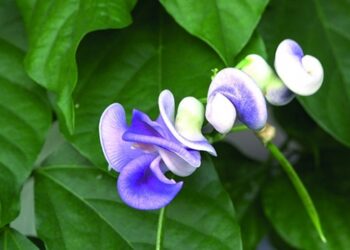 İzmir’in unutulmaya yüz tutmuş çiçeği: Selluka