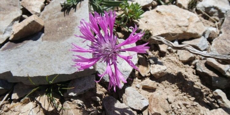 Malatya’da keşfedildi… Yeni bir tür!