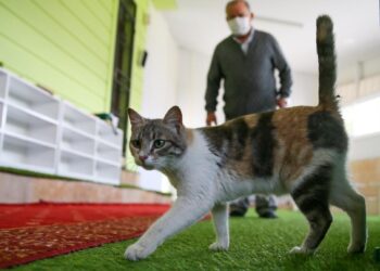 Şeref Dede yardıma muhtaç kedilere mescitte bakıyor