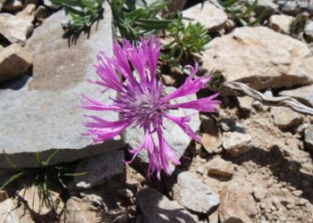 Yama Dağı’nda yeni bir çiçek türü keşfedildi