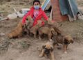 10 yavru köpeğin gönüllü bakıcısı oldu