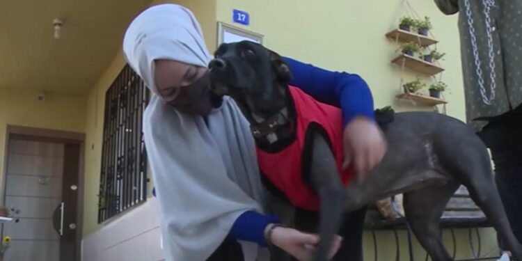 Sokak hayvanlarına atık kumaşlardan kıyafet