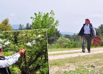 Manisa’da kuşlar için dağ tepe dolaşıp ağaçları aşılıyor