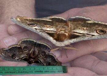 Dünyanın en güzel türleri arasında! Tam 16 santimetre boyunda…