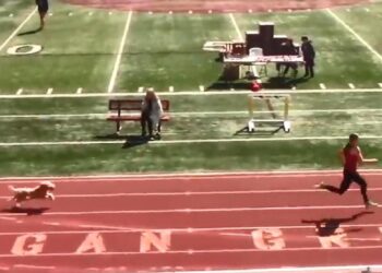 Tribünden atlayan köpek atletizm yarışmasını birincilikle bitirdi