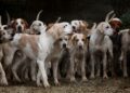 Bahçesinde 700 köpeğe bakıyor: ‘Galina’nın Sıcak Yuvası’