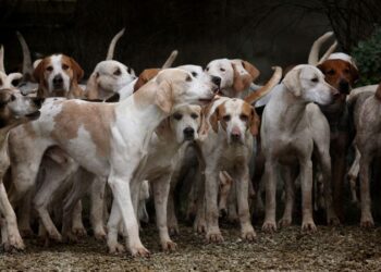Bahçesinde 700 köpeğe bakıyor: ‘Galina’nın Sıcak Yuvası’