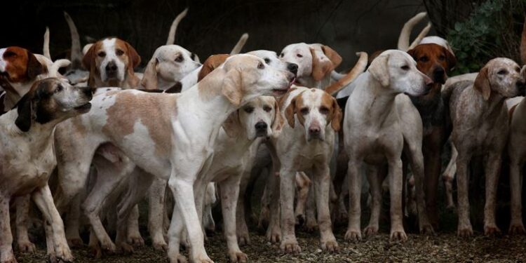 Bahçesinde 700 köpeğe bakıyor: ‘Galina’nın Sıcak Yuvası’