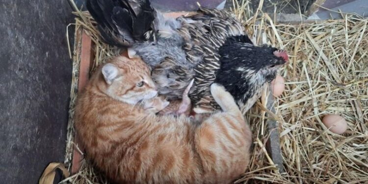 Yavru kedilerin `nöbetçi annesi´