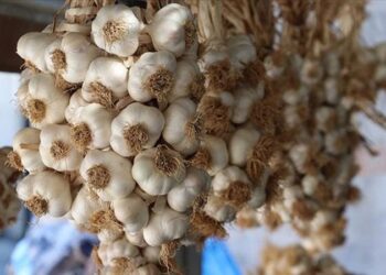 Taşköprü sarımsağı AB’den coğrafi işaret tescili aldı