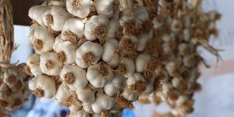 Taşköprü sarımsağı AB’den coğrafi işaret tescili aldı